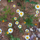 Flowers on barren land  screen for extension Chrome web store in OffiDocs Chromium