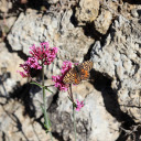 Flowers on the mountain  screen for extension Chrome web store in OffiDocs Chromium