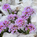 Flowers on the rocky beach  screen for extension Chrome web store in OffiDocs Chromium