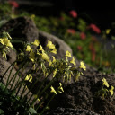 Flowers on the rocky mountain  screen for extension Chrome web store in OffiDocs Chromium