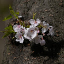 Flowers on the tree trunk  screen for extension Chrome web store in OffiDocs Chromium