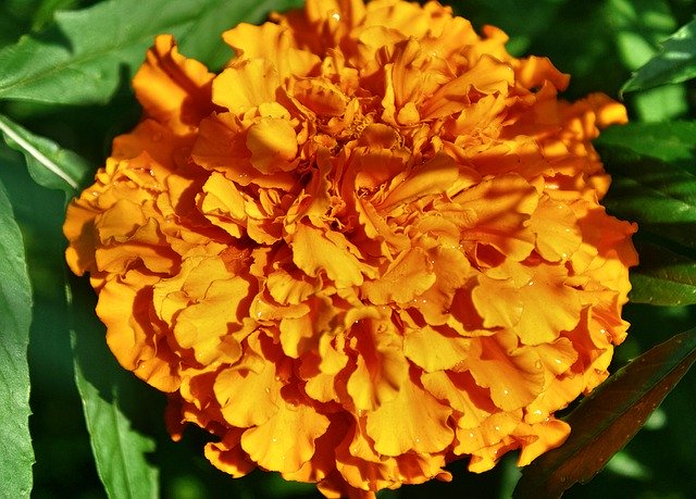 Free download Flowers Orange Marigold -  free photo or picture to be edited with GIMP online image editor