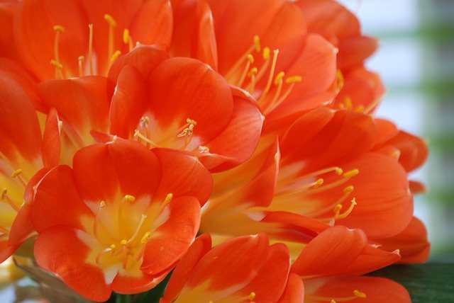 Kostenloser Download Flowers Orange Nature - kostenloses Foto oder Bild zur Bearbeitung mit GIMP Online-Bildbearbeitung