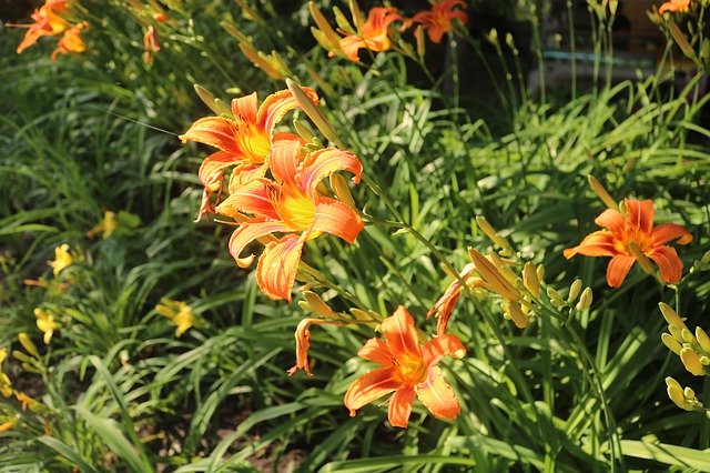 Free download Flowers Orange Spring -  free photo or picture to be edited with GIMP online image editor
