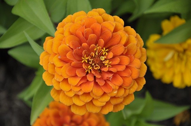 Download gratuito Flowers Orange Summer - foto o immagine gratuita da modificare con l'editor di immagini online di GIMP