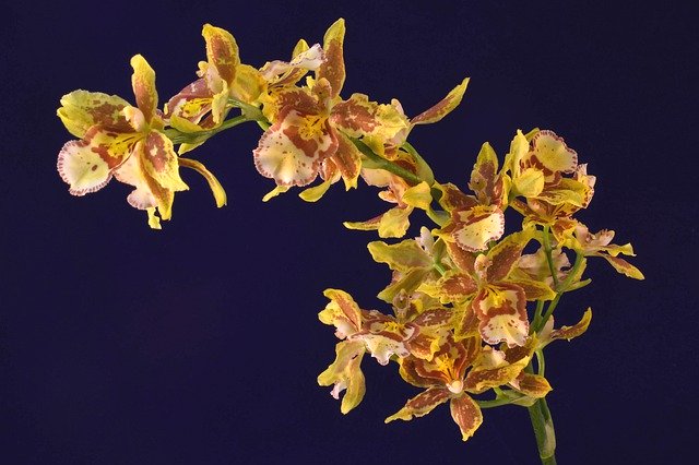 Kostenloser Download Flowers Orchid Oncidium - kostenloses Foto oder Bild zur Bearbeitung mit GIMP Online-Bildbearbeitung