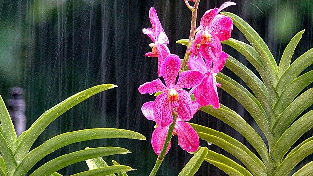 Free download Flowers Orchid Rain -  free photo or picture to be edited with GIMP online image editor