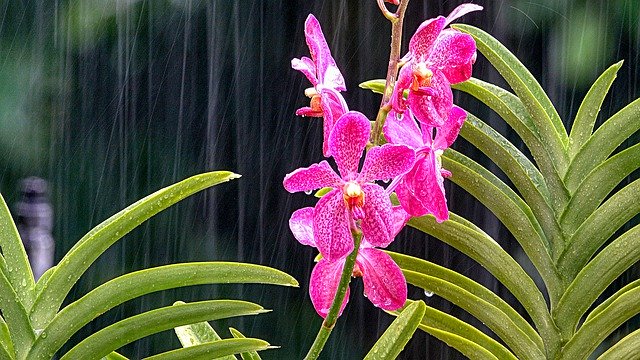 دانلود رایگان Flowers Orchid Rain - عکس یا تصویر رایگان قابل ویرایش با ویرایشگر تصویر آنلاین GIMP