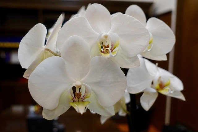 Descărcare gratuită Flowers Orhids Nature - fotografie sau imagini gratuite pentru a fi editate cu editorul de imagini online GIMP