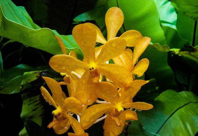 Plantilla Foto Flores Orquídea Amarillo - para OffiDocs