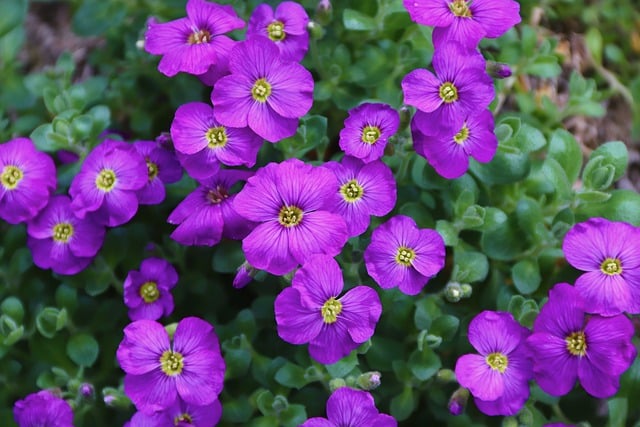 Free download flowers ornamental plant aubrieta free picture to be edited with GIMP free online image editor