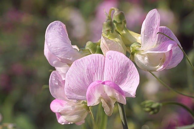 Free download flowers ornamental plants dew drops free picture to be edited with GIMP free online image editor