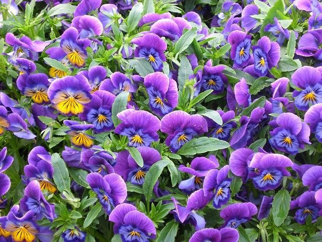 Безкоштовно завантажте Flowers Pansies Plant - безкоштовну фотографію або зображення для редагування за допомогою онлайн-редактора зображень GIMP