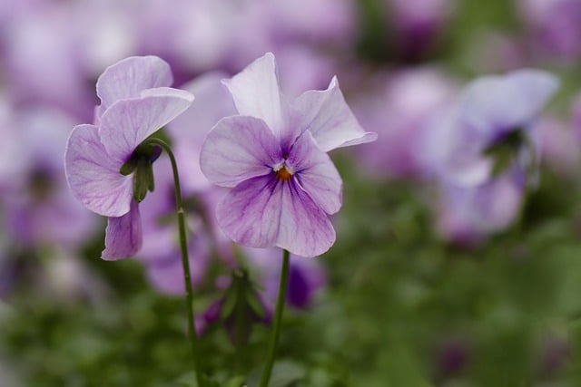 Free download flowers pansy petals field violet free picture to be edited with GIMP free online image editor