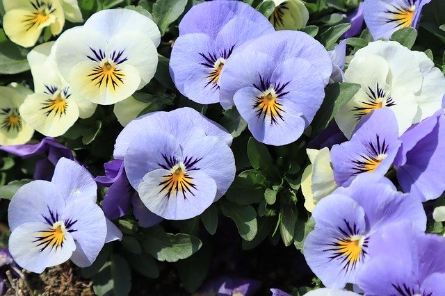 Free download Flowers Pansy Purple -  free photo or picture to be edited with GIMP online image editor