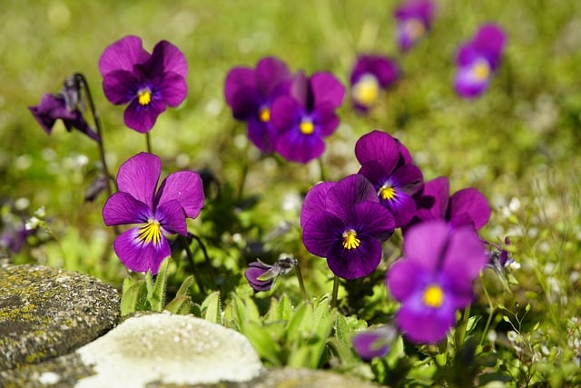 Free download flowers pansy wildflowers meadow free picture to be edited with GIMP free online image editor