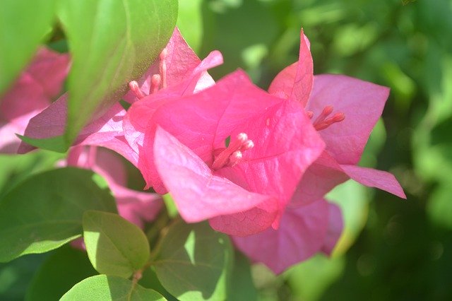 Muat turun percuma Flowers Paper Red - foto atau gambar percuma untuk diedit dengan editor imej dalam talian GIMP