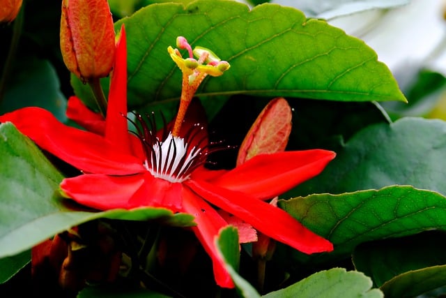 Free download flowers passion flower botany bloom free picture to be edited with GIMP free online image editor