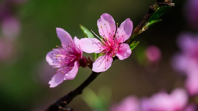 Free download flowers peach blossom petal core free picture to be edited with GIMP free online image editor