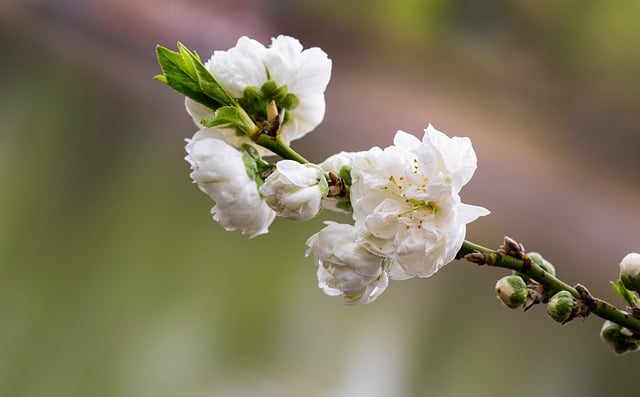 Free download flowers peach blossom plant free picture to be edited with GIMP free online image editor
