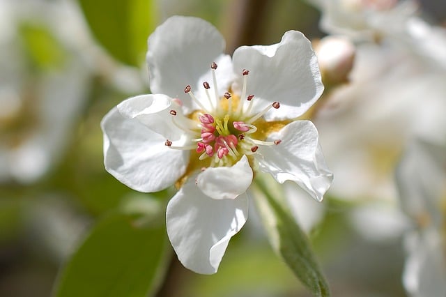Free download flowers pear tree orchard fruit free picture to be edited with GIMP free online image editor
