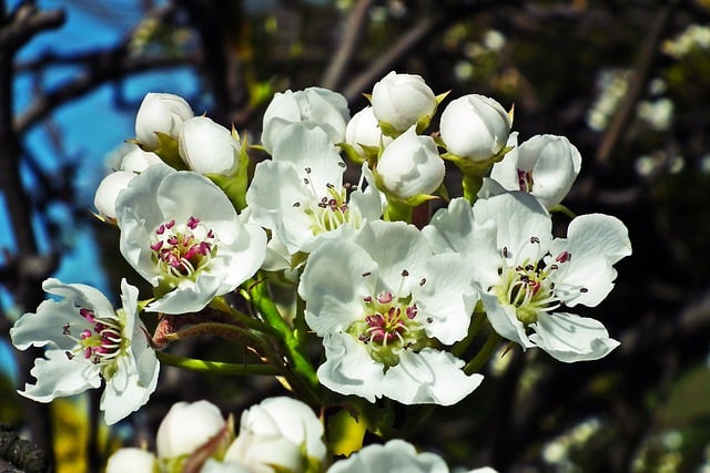 Free download flowers pear tree spring garden free picture to be edited with GIMP free online image editor