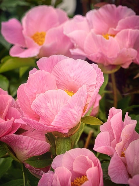 Free download flowers peonies petals to flourish free picture to be edited with GIMP free online image editor