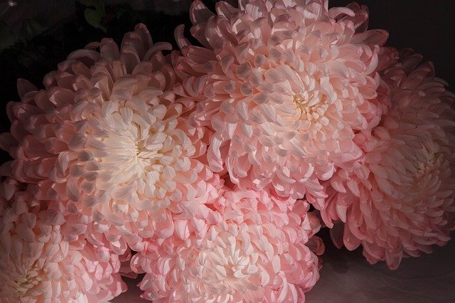 Скачать бесплатно Flowers Peonies Pink - бесплатное фото или изображение для редактирования с помощью онлайн-редактора изображений GIMP