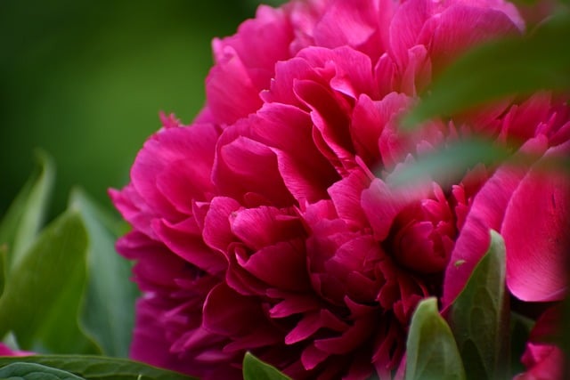 Free download flowers peony garden flora pink free picture to be edited with GIMP free online image editor