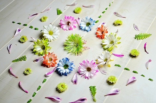 Free download Flowers Petal -  free photo or picture to be edited with GIMP online image editor