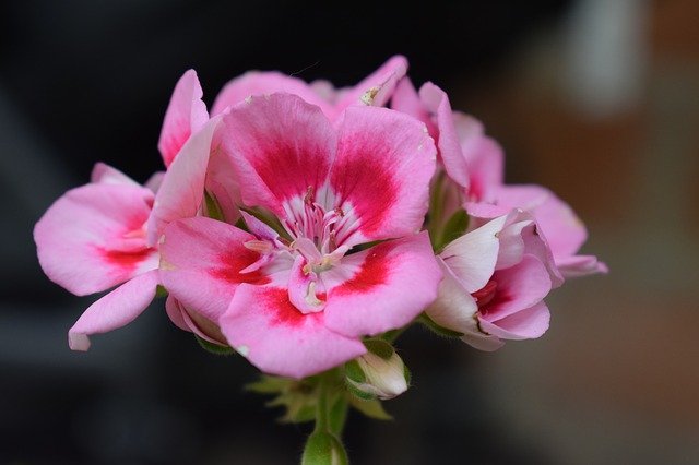 Free download Flowers Petal Nature -  free photo or picture to be edited with GIMP online image editor