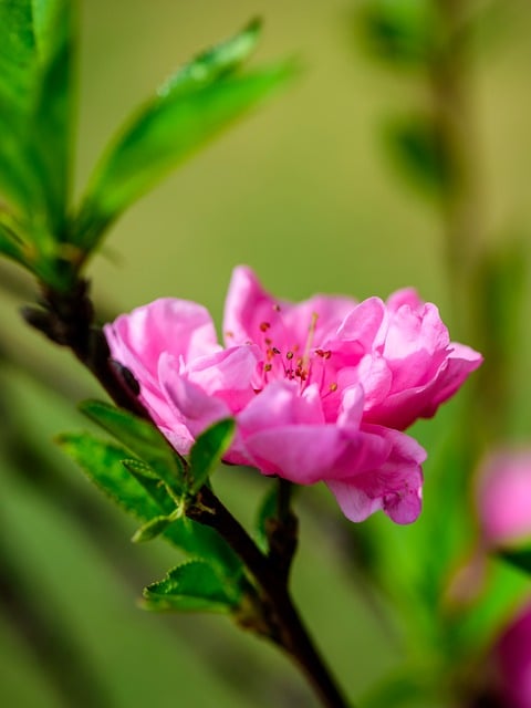 Free download flowers petal red branch free picture to be edited with GIMP free online image editor