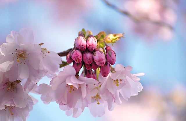 Free download Flowers Petals -  free video to be edited with OpenShot online video editor