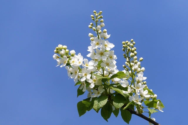 Free download flowers petals blossom bloom free picture to be edited with GIMP free online image editor