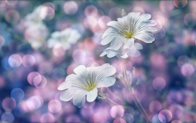 Free download flowers petals bokeh lights flora free picture to be edited with GIMP free online image editor