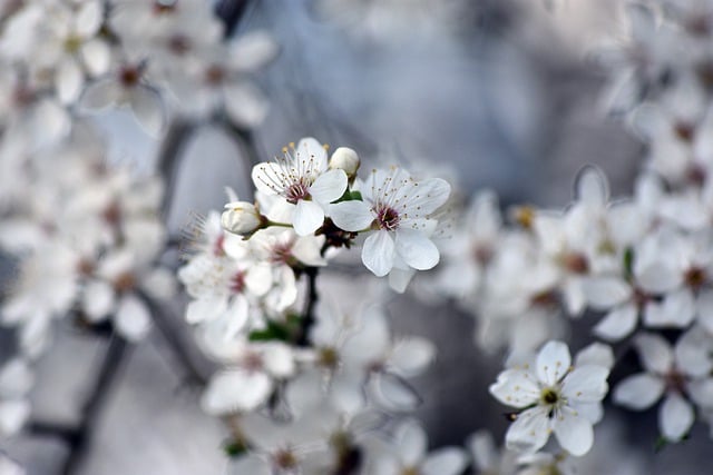 Free download flowers petals branch tree free picture to be edited with GIMP free online image editor