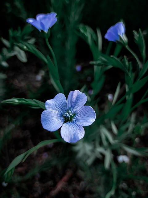 Free download flowers petals buds grass garden free picture to be edited with GIMP free online image editor