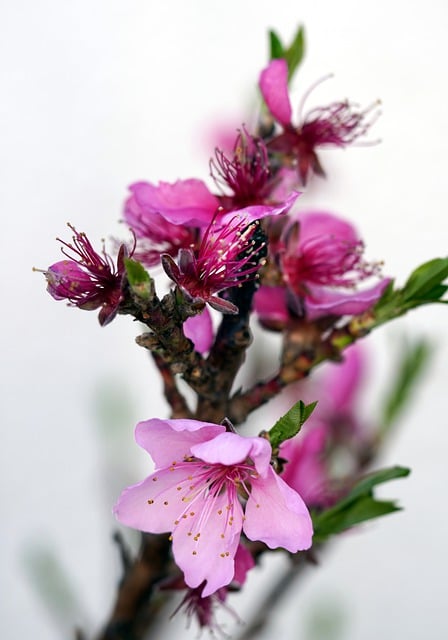 Free download flowers petals buds pistils tree free picture to be edited with GIMP free online image editor