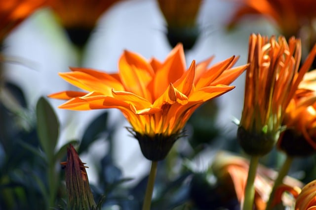 Free download flowers petals buds spring flora free picture to be edited with GIMP free online image editor