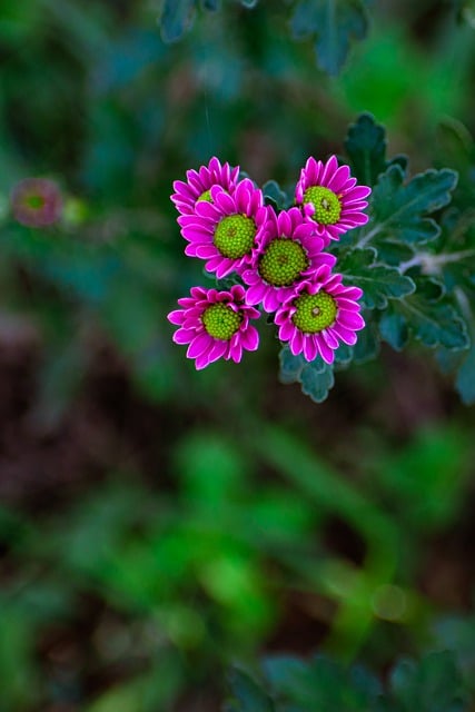 Descarga gratis flores pétalos margarita crisantemo imagen gratis para editar con el editor de imágenes en línea gratuito GIMP