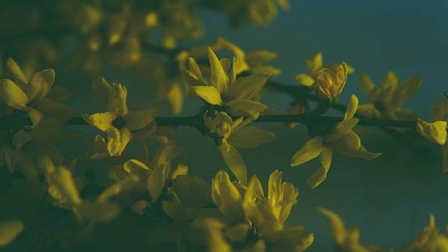 Free download flowers petals forsythia blossoms free picture to be edited with GIMP free online image editor