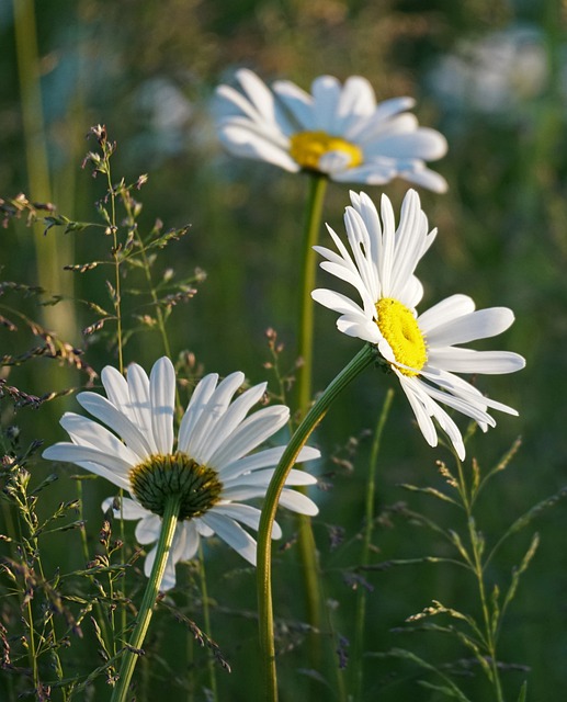 Free download flowers petals grass weeds bloom free picture to be edited with GIMP free online image editor