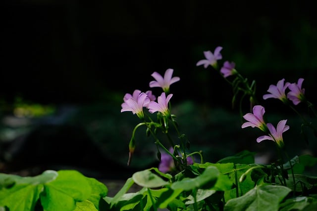 Free download flowers petals leaves buds free picture to be edited with GIMP free online image editor