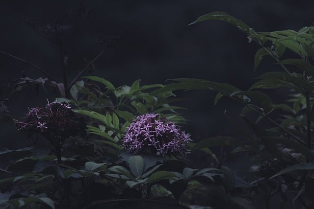 Free download flowers petals leaves bush nature free picture to be edited with GIMP free online image editor