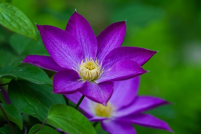 Free download flowers petals leaves garden plant free picture to be edited with GIMP free online image editor