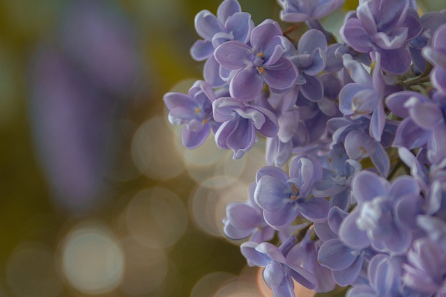 Free download flowers petals lilac spring bloom free picture to be edited with GIMP free online image editor
