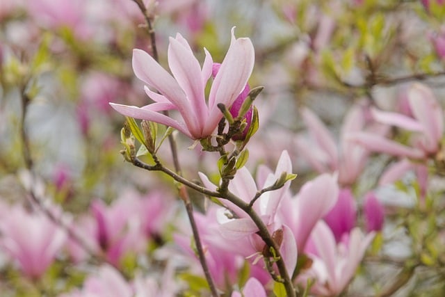 Free download flowers petals magnolia bloom free picture to be edited with GIMP free online image editor