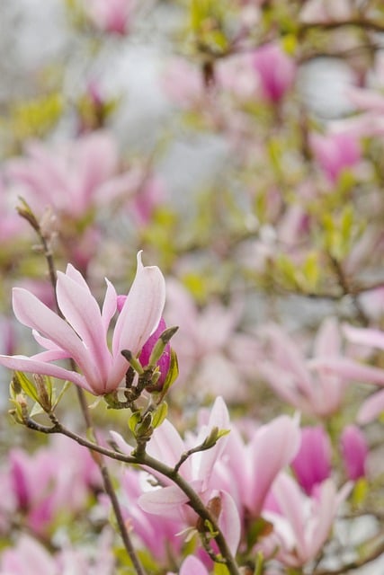 Free download flowers petals magnolia blossom free picture to be edited with GIMP free online image editor