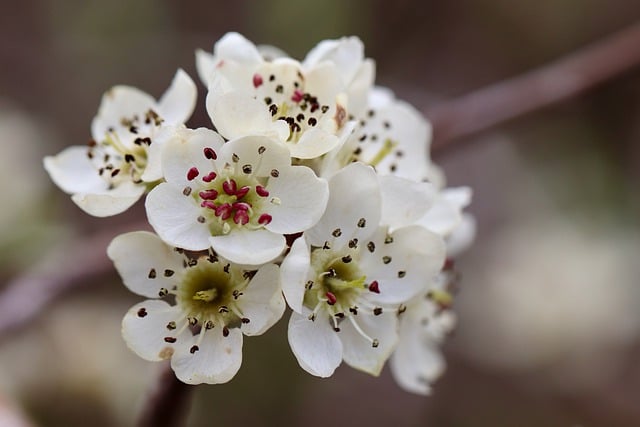 Free download flowers petals pear free picture to be edited with GIMP free online image editor