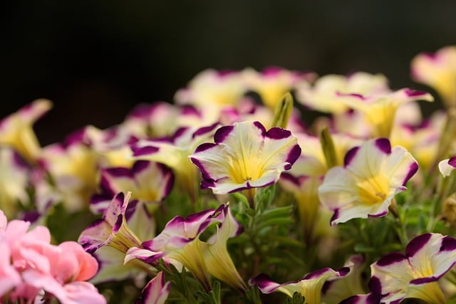 Free download flowers petals petunias blossom free picture to be edited with GIMP free online image editor